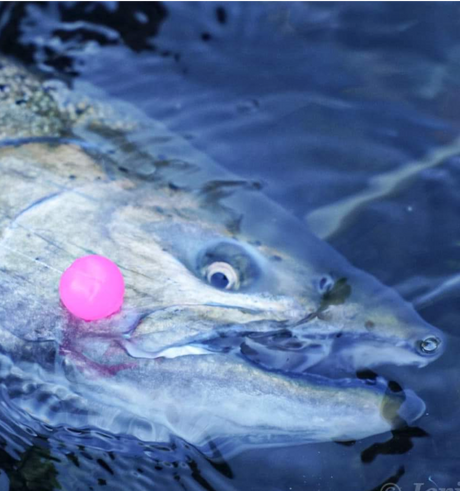 Chinook Salmon