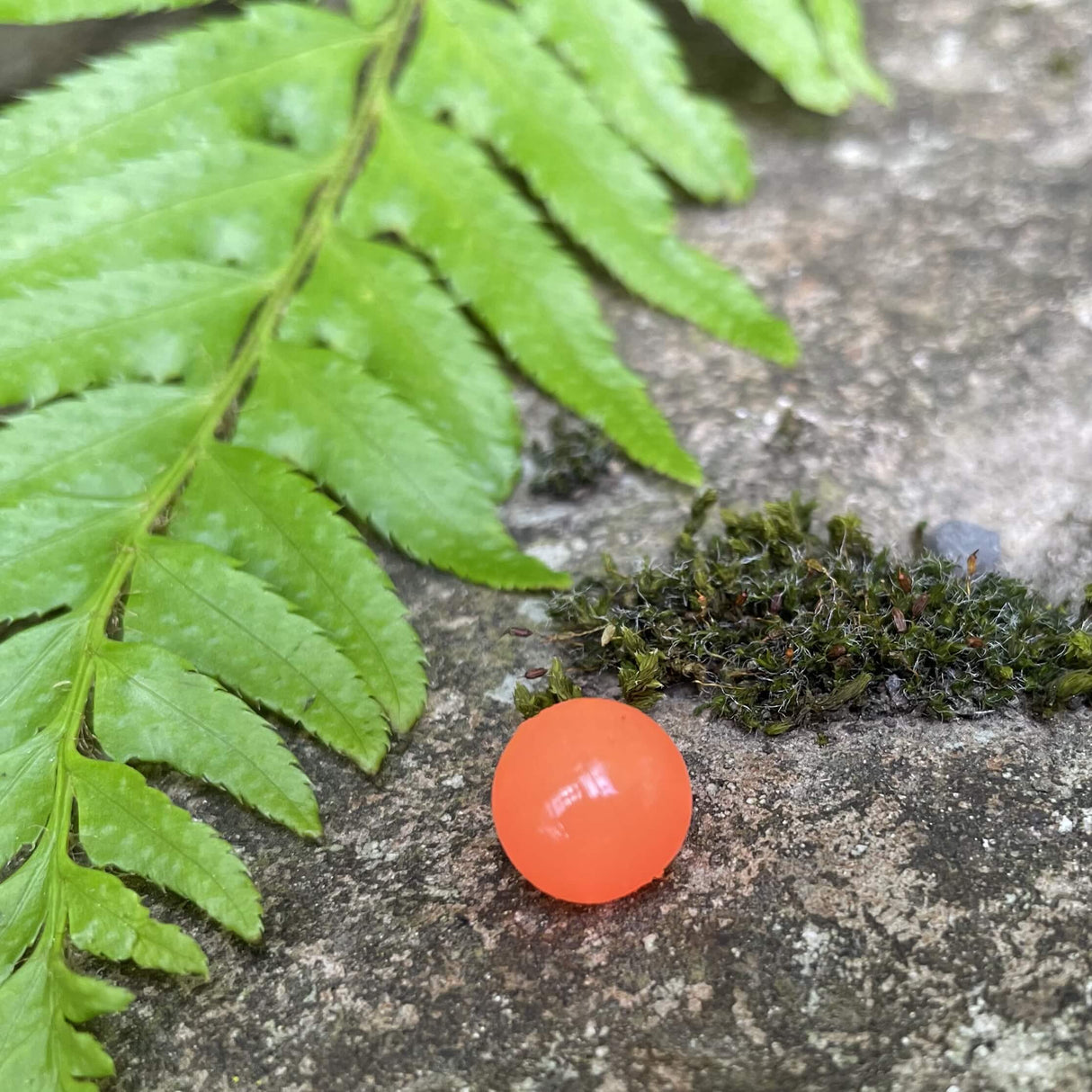 Softbeads-Shrimp-Gallery3-BNR