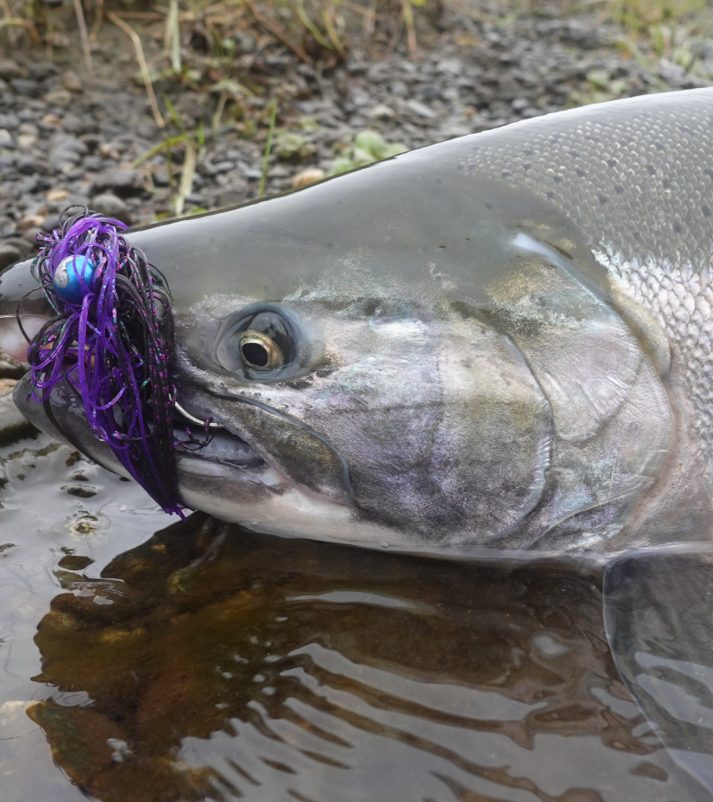 best coho fishing lures Silver Horde Killer Spoon this lure has quickly become a go Coho BNR Tackle